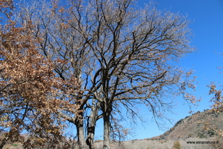 Castagno di Tremonti